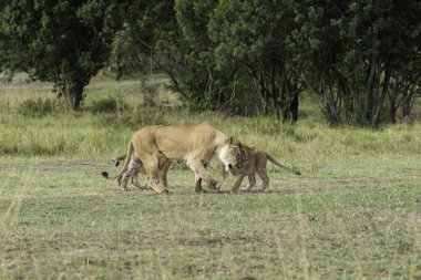Aile, vahşi yaşam safarisi sırasında Masai Mara Ulusal Sığınağı 'nın ovalarında dinlenirken dişi aslanı karşılayan bir grup yavru.