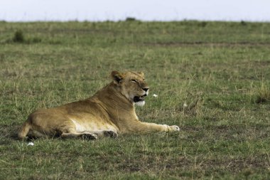 Vahşi yaşam safarisi sırasında Masai Mara Ulusal Sığınağı 'nda dinlenen bir dişi aslan.