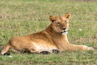 Vahşi yaşam safarisi sırasında Masai Mara Ulusal Sığınağı 'nda dinlenen bir dişi aslan.