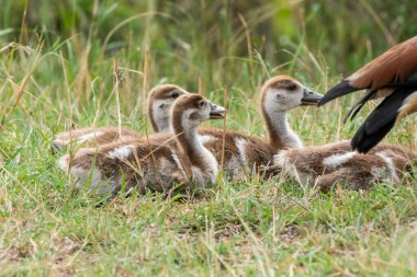 A family of Egyptian goose chicks enjoying a small walk with their parents in the plains of Masai Mara National Refuge during a wildlife safari clipart