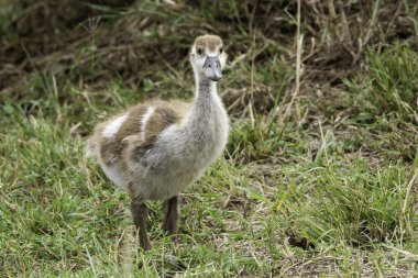 A family of Egyptian goose chicks enjoying a small walk with their parents in the plains of Masai Mara National Refuge during a wildlife safari clipart