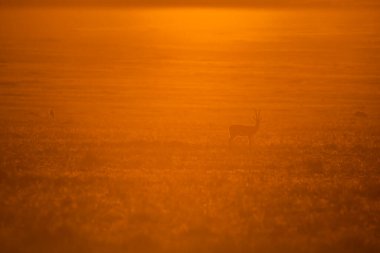 Bir Thompson ceylanı Masai Mara Ulusal Sığınağı 'nın otlaklarında gün doğumunun güzel turuncu tonuyla vahşi yaşam safarisi sırasında otluyor. 