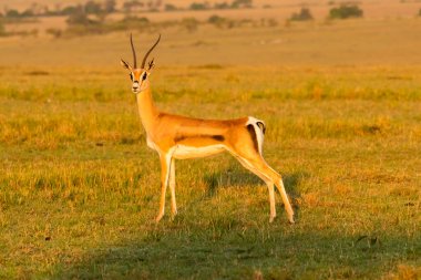 Vahşi yaşam safarisi sırasında Masai Mara Ulusal Sığınağı 'ndaki çayırlarda otlayan bir Thompson ceylanı.