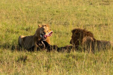 İki erkek aslan, vahşi yaşam safarisi sırasında Mara 'nın düzlüklerinde taze bir antilop avını paylaşıyor.