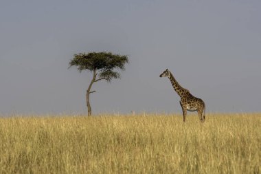 Vahşi yaşam safarisi sırasında Masai Mara Ulusal Sığınağı 'ndaki çayırlarda dimdik duran bir zürafa.