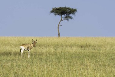 A cokes Hartebeast walking in the grassland with a lone acacia tree in the plains of Masai Mara National Refuge during a wildlife safari clipart