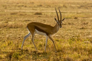 Vahşi yaşam safarisi sırasında Masai Mara Ulusal Sığınağı 'ndaki çayırlarda otlayan bir Thompson ceylanı.