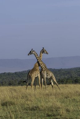 Vahşi yaşam safarisi sırasında Masai Mara Ulusal Sığınağı 'nda çiftleşme hakkı için mücadele eden iki masai zürafası.