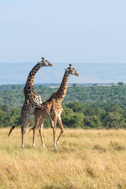Masi Mara Ulusal Sığınağı 'nın içindeki Mara düzlüklerinde vahşi yaşam safarisi sırasında çiftleşen iki Masai zürafası.