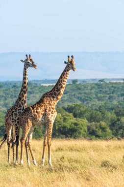 Masi Mara Ulusal Sığınağı 'nın içindeki Mara düzlüklerinde vahşi yaşam safarisi sırasında çiftleşen iki Masai zürafası.