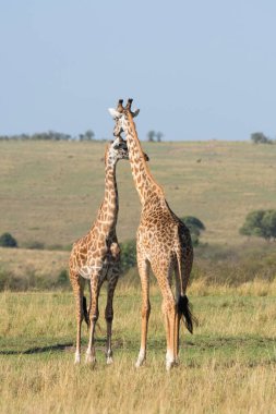 Vahşi yaşam safarisi sırasında Masai Mara Ulusal Sığınağı 'nda çiftleşme hakkı için mücadele eden iki masai zürafası.