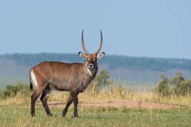 Vahşi yaşam safarisi sırasında Masai Mara Ulusal Sığınağı 'nın ovalarında hazır bekleyen bir su sıçanı.