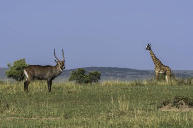 A waterbuck standing in attention in the plains of Masai Mara National Refuge during a wildlife safari clipart