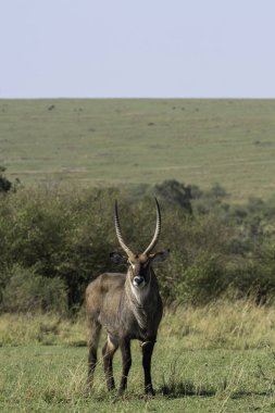 A waterbuck standing in attention in the plains of Masai Mara National Refuge during a wildlife safari clipart