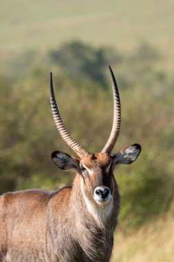 Vahşi yaşam safarisi sırasında Masai Mara Ulusal Sığınağı 'nın ovalarında hazır bekleyen bir su sıçanı.