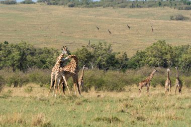 Bir vahşi yaşam safarisi sırasında Masai Mara Ulusal Sığınağı ovalarında yürüyen bir Masai zürafa sürüsü.