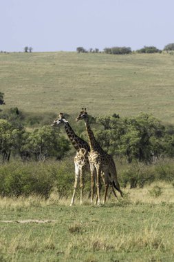 Bir vahşi yaşam safarisi sırasında Masai Mara Ulusal Sığınağı ovalarında yürüyen bir Masai zürafa sürüsü.