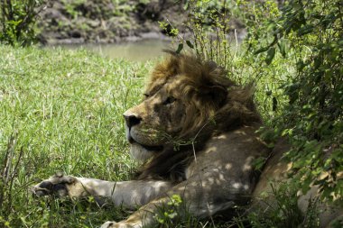 A male lion sleeping in the shade of a bush inside Masai Mara National Refuge during a wildlife safari clipart