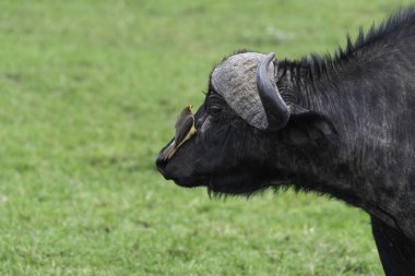 A red-billed oxpecker sitting on the back of a cape buffalo in the plains of Mara inside Masai Mara National Refuge during a wildlife safari clipart