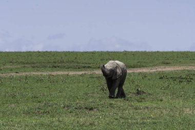 A family of elephants grazing in the plains of mara inside Masai Mara National Refuge during a wildlife safari clipart