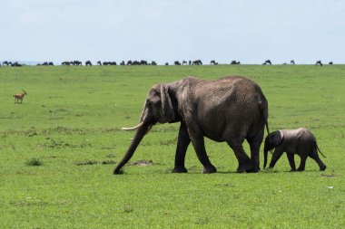 Mara 'nın düzlüklerinde vahşi yaşam safarisi sırasında Mara Ulusal Sığınağı' nda otlayan bir fil ailesi.