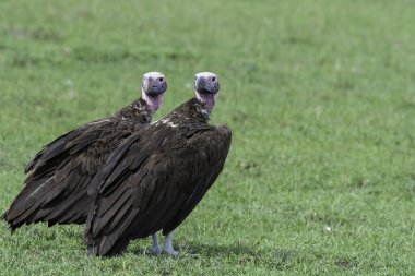 A pair of lappet faced vulture sitting on the grass inside Masai Mara National Refuge during a wildlife safari clipart