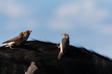 Vahşi yaşam safarisi sırasında Mara 'nın düzlüklerinde bir bufalonun sırtında oturan üç kırmızı gagalı öküz.