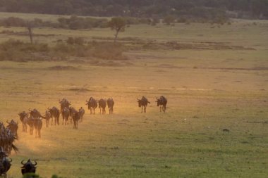 Vahşi yaşam safarisi sırasında Masai Mara Ulusal Sığınağı 'nın içinde güzel bir günbatımı sırasında Mara düzlüklerinde koşan bir antilop sürüsü.