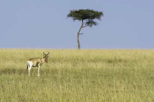 stock image A cokes Hartebeast walking in the grassland with a lone acacia tree in the plains of Masai Mara National Refuge during a wildlife safari