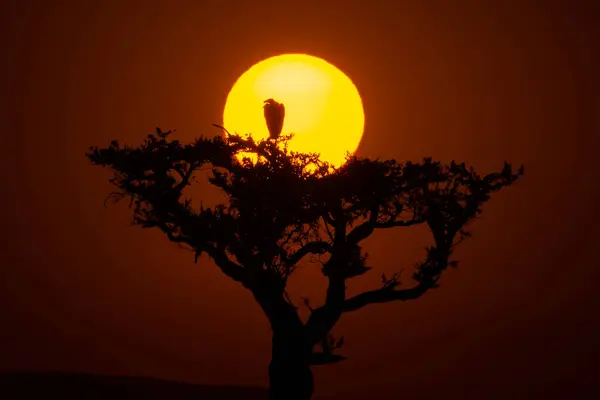 stock image A white backed vulture perched on top of a tree with the background of gorgeous sunrise in the plains of Masai Mara National Refuge during a wildlife safari