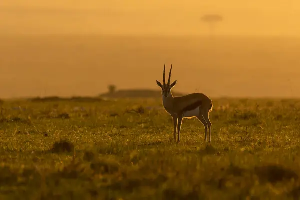 stock image A thompsons gazelle grazing in the grasslands inside Masai Mara National Refuge during a wildlife safari with a beautiful sunset colours in the background