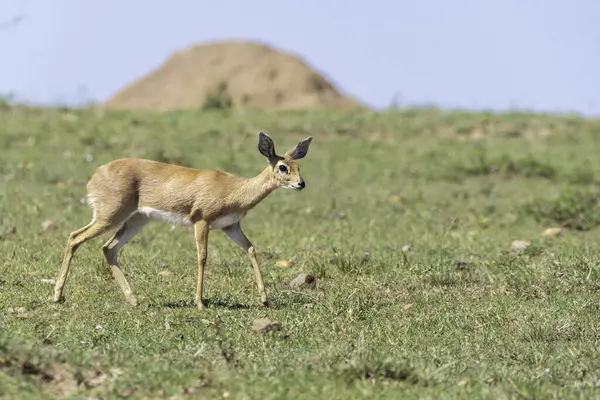 stock image A female Grant's Gazelle walking through the plains of Mara inside Masai Mara National Refuge during a wildlife safari