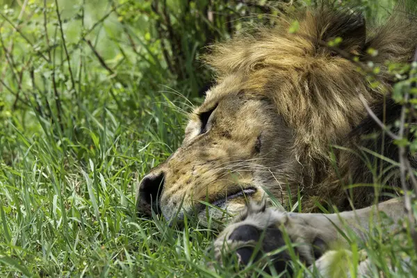 stock image A male lion sleeping in the shade of a bush inside Masai Mara National Refuge during a wildlife safari