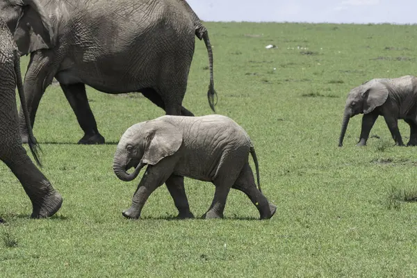 Mara 'nın düzlüklerinde vahşi yaşam safarisi sırasında Mara Ulusal Sığınağı' nda otlayan bir fil ailesi.