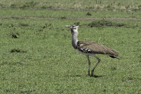 Vahşi yaşam safarisi sırasında Masai Mara Ulusal Sığınağı 'ndaki çayırlarda yürüyen bir Koreli.