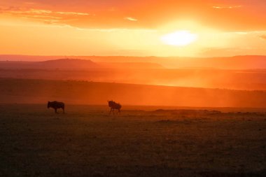 Vahşi yaşam safarisi sırasında Masai Mara Ulusal Sığınağı 'nın içinde güzel bir günbatımı sırasında Mara düzlüklerinde koşan bir antilop sürüsü.