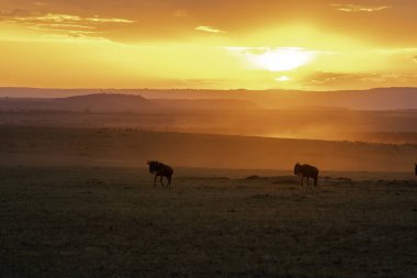 Vahşi yaşam safarisi sırasında Masai Mara Ulusal Sığınağı 'nın içinde güzel bir günbatımı sırasında Mara düzlüklerinde koşan bir antilop sürüsü.