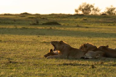 Vahşi yaşam safarisi sırasında Masai Mara Ulusal Sığınağı 'nın içindeki Mara düzlüklerinde sağlıklı bir antilop yemeğinin tadını çıkaran bir aslan sürüsü.