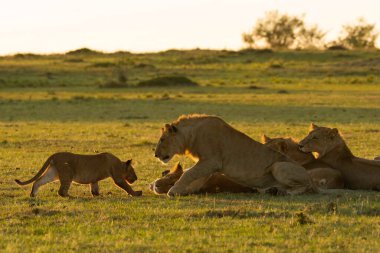 Bir aslan yavrusu erkek aslanı otlaklarda yetişkin olmayan bir erkek aslana doğru yönlendiriyor. Bu arada ailesi, Masai Mara Ulusal Sığınağı 'ndaki Mara düzlüklerinde sağlıklı bir antilop yemeğinin tadını çıkarıyor.