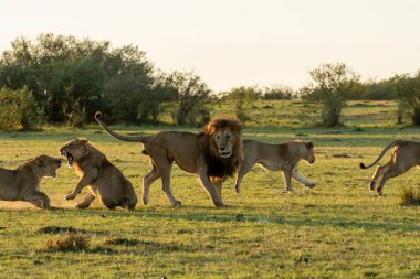 Yetişkin olmayan erkek aslanla çayırlarda savaşan bir erkek aslan. Bu arada ailesi Masai Mara Ulusal Sığınağı 'ndaki Mara düzlüklerinde sağlıklı bir antilop yemeğinin tadını çıkarıyor.