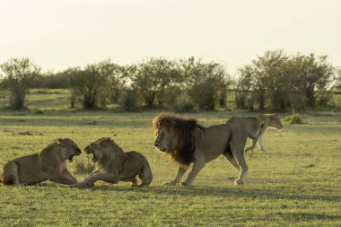 Yetişkin olmayan erkek aslanla çayırlarda savaşan bir erkek aslan. Bu arada ailesi Masai Mara Ulusal Sığınağı 'ndaki Mara düzlüklerinde sağlıklı bir antilop yemeğinin tadını çıkarıyor.