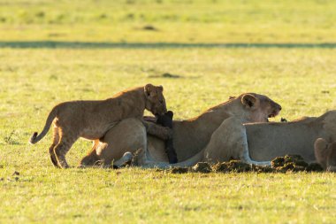 Aslan ve aslan yavrularından oluşan bir aslan sürüsü, vahşi yaşam safarisi sırasında Masai Mara Ulusal Sığınağı 'ndaki artıkları toplamaya çalışan antiloplardan oluşan doyurucu bir yemeğin keyfini çıkarıyor.