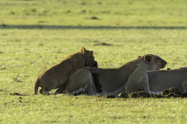 Aslan ve aslan yavrularından oluşan bir aslan sürüsü, vahşi yaşam safarisi sırasında Masai Mara Ulusal Sığınağı 'ndaki artıkları toplamaya çalışan antiloplardan oluşan doyurucu bir yemeğin keyfini çıkarıyor.