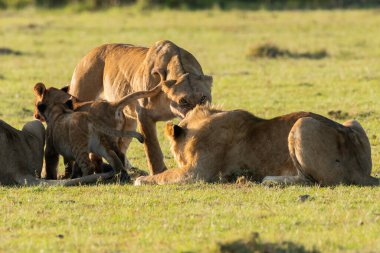 Aslan ve aslan yavrularından oluşan bir aslan sürüsü, vahşi yaşam safarisi sırasında Masai Mara Ulusal Sığınağı 'ndaki artıkları toplamaya çalışan antiloplardan oluşan doyurucu bir yemeğin keyfini çıkarıyor.