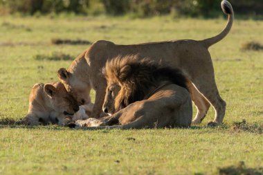 Aslan ve aslan yavrularından oluşan bir aslan sürüsü, vahşi yaşam safarisi sırasında Masai Mara Ulusal Sığınağı 'ndaki artıkları toplamaya çalışan antiloplardan oluşan doyurucu bir yemeğin keyfini çıkarıyor.