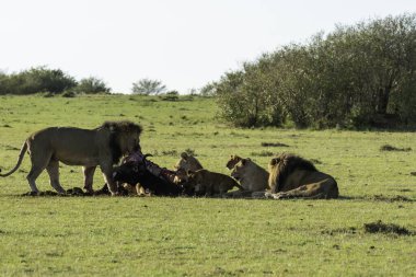 Aslan ve aslan yavrularından oluşan bir aslan sürüsü, vahşi yaşam safarisi sırasında Masai Mara Ulusal Sığınağı 'ndaki artıkları toplamaya çalışan antiloplardan oluşan doyurucu bir yemeğin keyfini çıkarıyor.