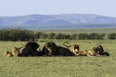 Aslan ve aslan yavrularından oluşan bir aslan sürüsü, vahşi yaşam safarisi sırasında Masai Mara Ulusal Sığınağı 'ndaki artıkları toplamaya çalışan antiloplardan oluşan doyurucu bir yemeğin keyfini çıkarıyor.