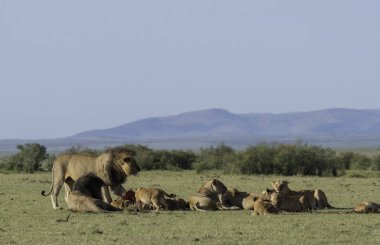 Aslan ve aslan yavrularından oluşan bir aslan sürüsü, vahşi yaşam safarisi sırasında Masai Mara Ulusal Sığınağı 'ndaki artıkları toplamaya çalışan antiloplardan oluşan doyurucu bir yemeğin keyfini çıkarıyor.