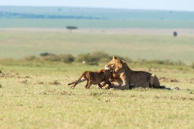 Aslan ve aslan yavrularından oluşan bir aslan sürüsü, vahşi yaşam safarisi sırasında Masai Mara Ulusal Sığınağı 'ndaki artıkları toplamaya çalışan antiloplardan oluşan doyurucu bir yemeğin keyfini çıkarıyor.