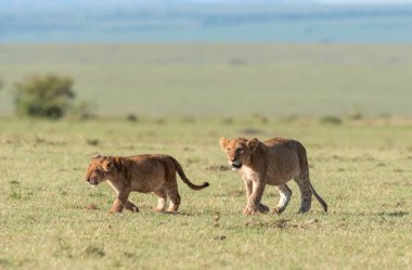 Bir çift aslan yavrusu vahşi yaşam safarisi sırasında Masai Mara Ulusal Sığınağı 'ndaki artıkları toplamaya çalışırken aileleri antiloplardan oluşan doyurucu bir yemeğin tadını çıkarırken oyun oynuyorlar.
